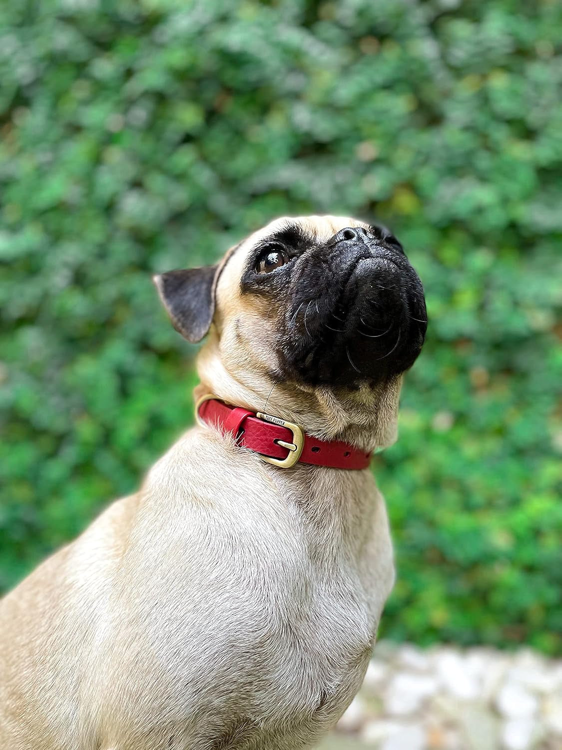 Heavy Duty Waterproof Dog Collar for Small, Medium & Large Dogs | 10X Stronger than Leather, Chew Proof and Odor Proof Biothane with Tough Rust-Proof All-Metal Hardware and Belt Buckle