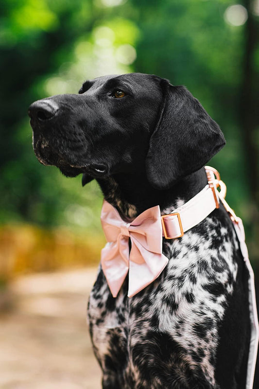 Bowtie Dog Collar - Comfortable Silk Dog Collar with Detachable Bow Tie for Small Dogs, Neck 10-16 Inches