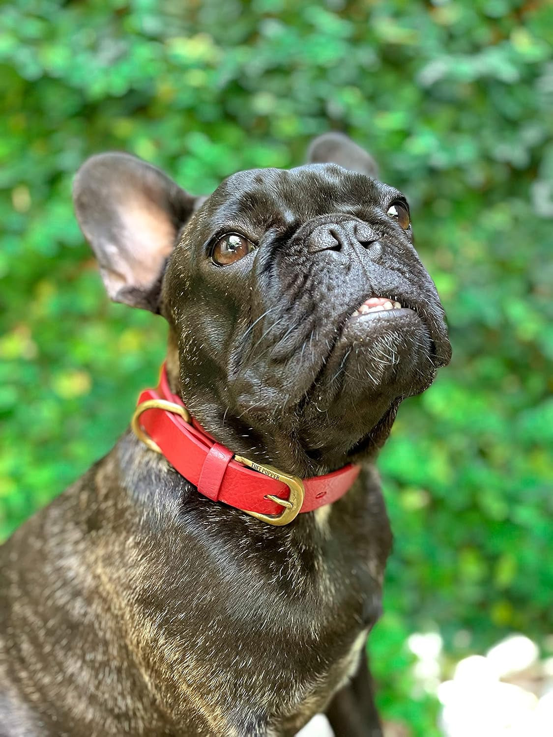 Heavy Duty Waterproof Dog Collar for Small, Medium & Large Dogs | 10X Stronger than Leather, Chew Proof and Odor Proof Biothane with Tough Rust-Proof All-Metal Hardware and Belt Buckle