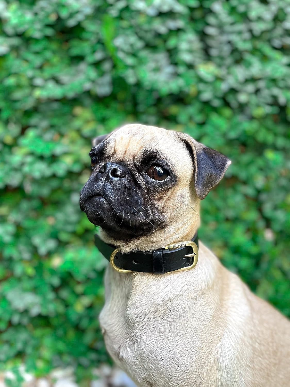 Heavy Duty Waterproof Dog Collar for Small, Medium & Large Dogs | 10X Stronger than Leather, Chew Proof and Odor Proof Biothane with Tough Rust-Proof All-Metal Hardware and Belt Buckle