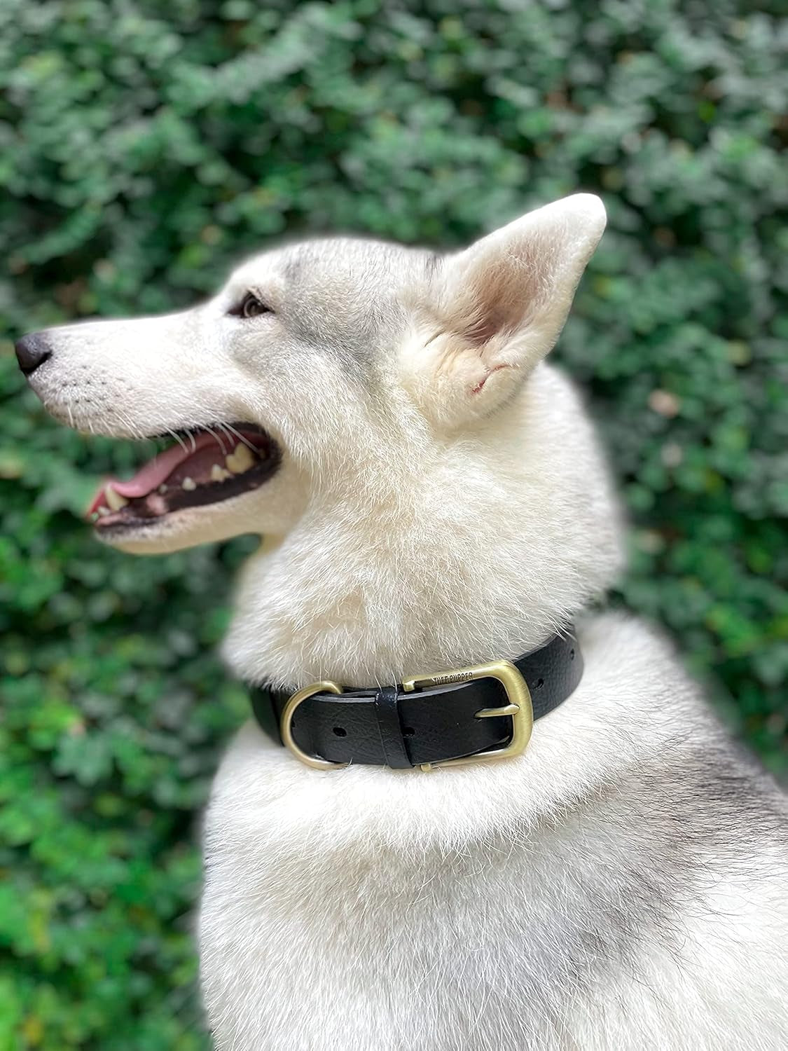 Heavy Duty Waterproof Dog Collar for Small, Medium & Large Dogs | 10X Stronger than Leather, Chew Proof and Odor Proof Biothane with Tough Rust-Proof All-Metal Hardware and Belt Buckle