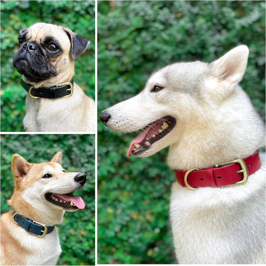 Heavy Duty Waterproof Dog Collar for Small, Medium & Large Dogs | 10X Stronger than Leather, Chew Proof and Odor Proof Biothane with Tough Rust-Proof All-Metal Hardware and Belt Buckle
