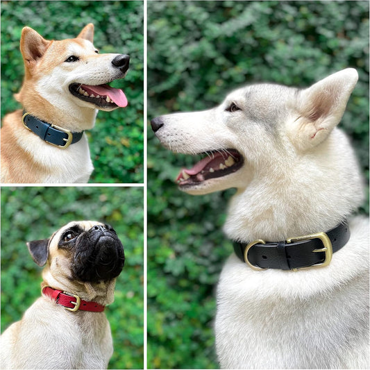 Heavy Duty Waterproof Dog Collar for Small, Medium & Large Dogs | 10X Stronger than Leather, Chew Proof and Odor Proof Biothane with Tough Rust-Proof All-Metal Hardware and Belt Buckle