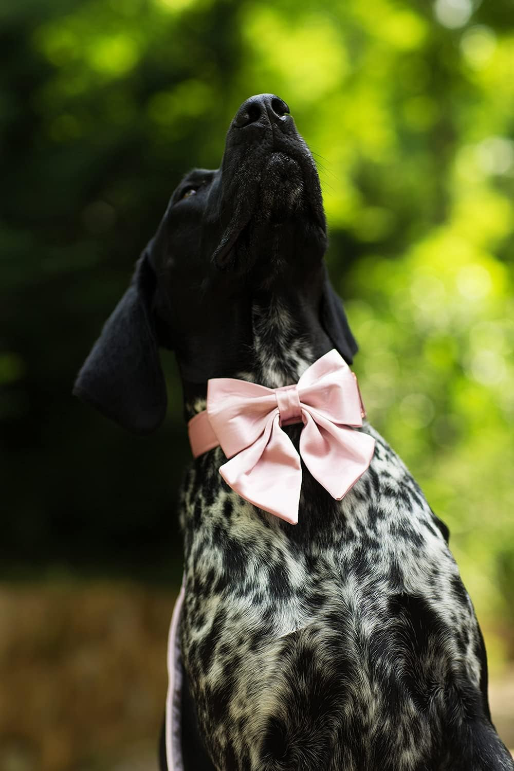Bowtie Dog Collar - Comfortable Silk Dog Collar with Detachable Bow Tie for Small Dogs, Neck 10-16 Inches